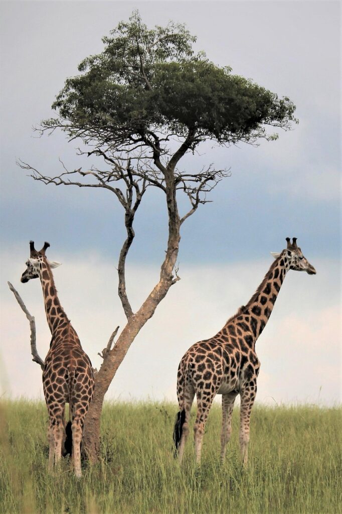 tree, giraffes, fields, artiodactyl, wildlife, wild animals, wilderness, wildlife photography, mammals, large mammals, animals, large animals, animal world, uganda wildlife, africa, safari, tall, nature, conservation, cloudy, day, long neck, scenery, landscape, clouds, giraffes, giraffes, africa, africa, africa, africa, africa, safari, safari, safari, safari, tall, scenery
